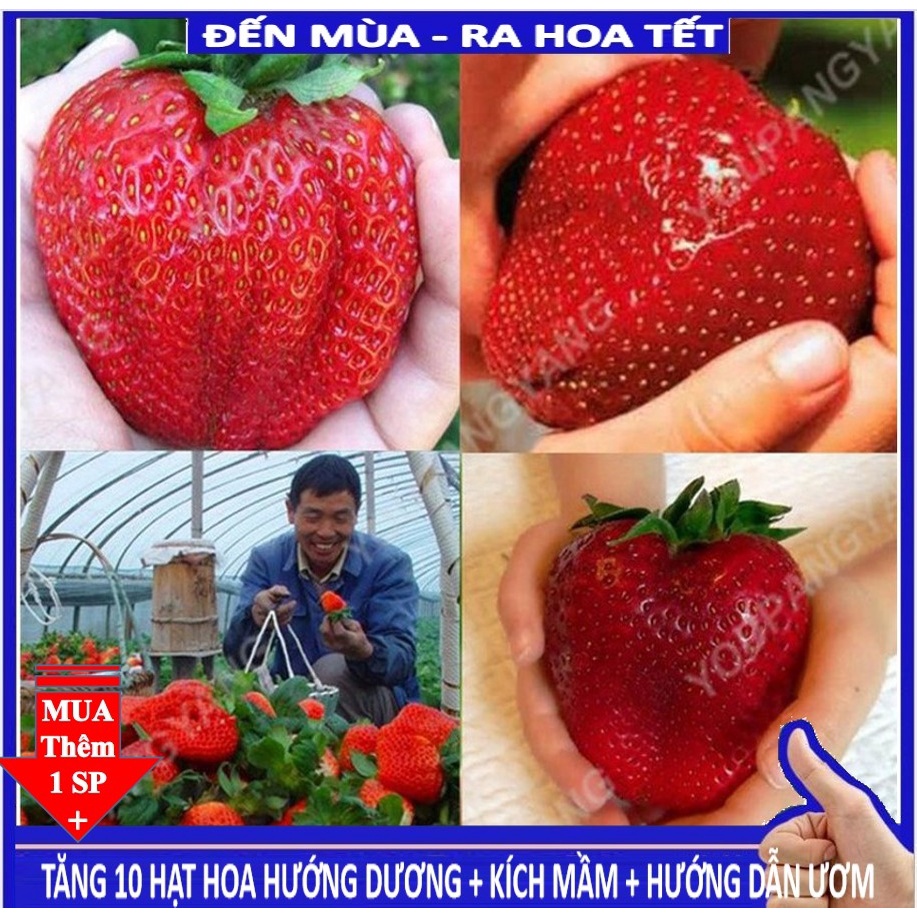 Shop 1k - 50 Hạt giống dâu tây khổng lồ chịu nhiệt