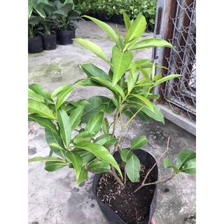 caykiengsadec cây lá vối + Tặng Phân Bón cho cây mau lớn