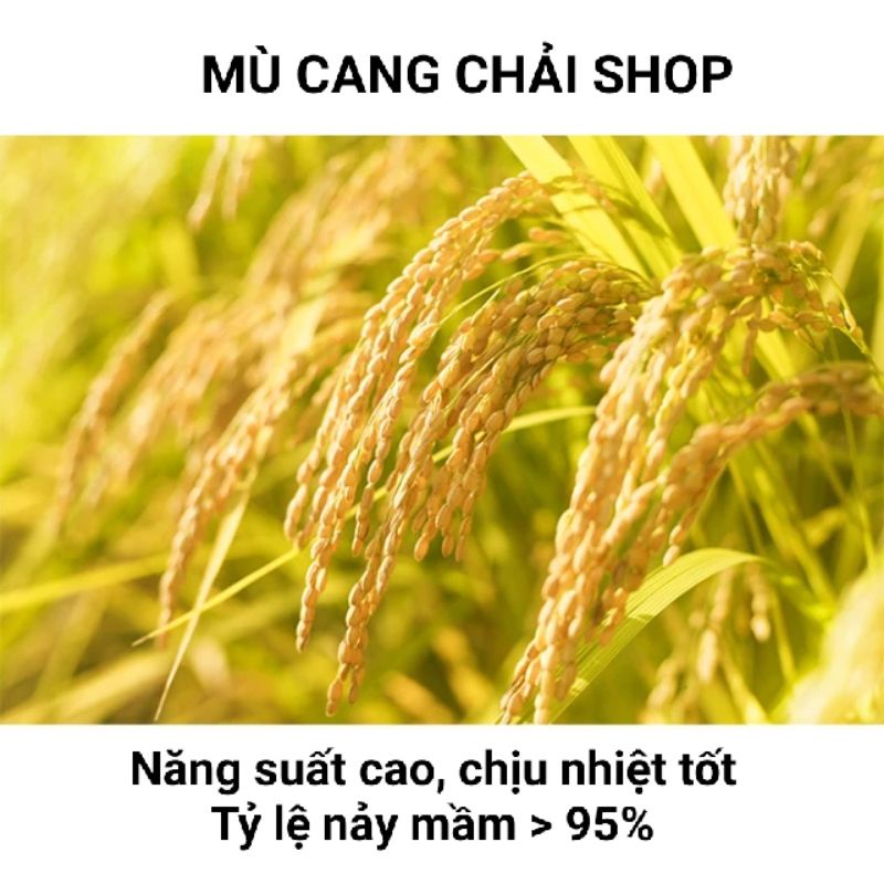 Hạt giống nếp Tú Lệ  Yên Bái túi 1kg