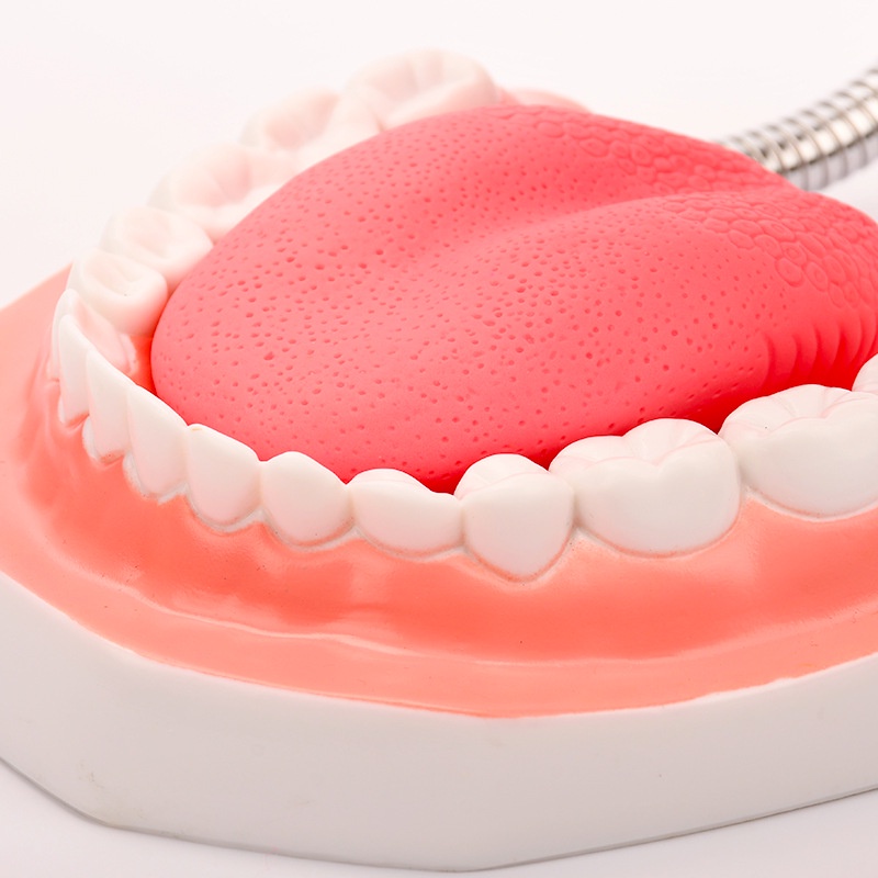 Mô Hình Bàn Chải Đánh Răng Gấp 6 Lần Kèm Bàn Chải Đánh Răng Lớn Chăm Sóc Răng Miệng