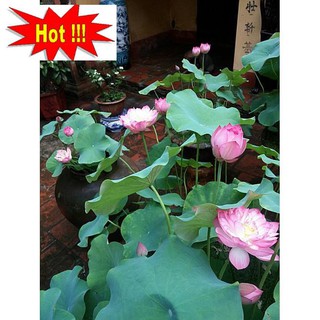Hạt giống sen hồng quê hương - 10 hạt