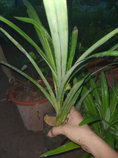 Cây giống lá cơm nếp