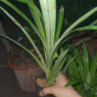 combo 2 Bầu giống lá cơm nếp màu xanh