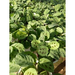chậu Đuôi công đốm xanh