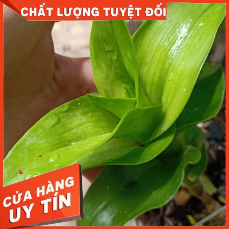 PHÂN BÓN HỮU CƠ VI SINH ￼SAITAMA￼ hoa lan, hoa hồng, mai vàng, bonsai, sen đá, xương rồng, các loại kiểng lá trồng chậu