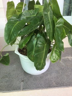 Cây trầu bà tỷ phú
