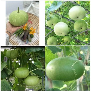 Hạt giống bầu tròn Thái - Hạt nảy mầm tốt - 1 gói 2gram
