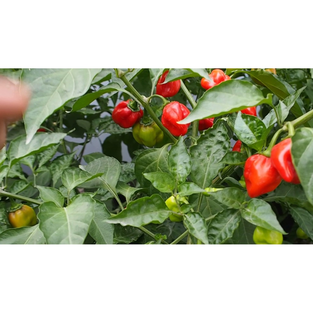 Hạt Giống Ớt - Cay Nhất Thế Giới C.Reaper ( Capsicum Chinense)