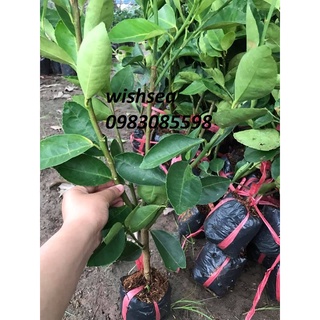 Cây chanh không hạt