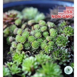 Hạt giống hoa Sen đá Mỹ mini Mix