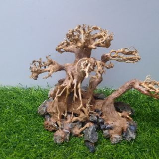LŨA BON SAI 3 Thân cấy rêu ( N23cm C16c-sâu 10cm)
