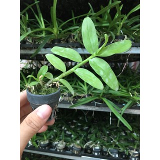 CÂY GIỐNG LAN PHI ĐIỆP