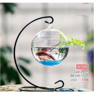 Bể Cá Mini Treo Để Bàn
