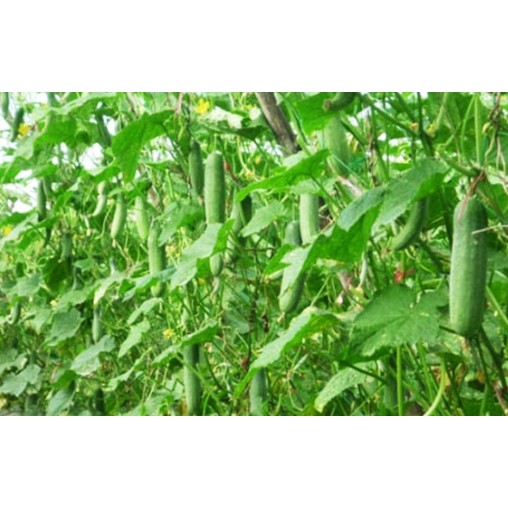 ALO SHOP SHIP KHÔNG GÃY-3 Cây Dưa leo thường/dưa Leo bao tử-Ship30phut200k tặngdịch trùn KHOQ11,7,9,THỦĐỨC,PHÚNHUẬN