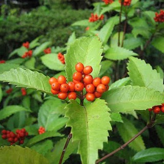 Cây sói rừng