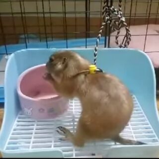 Dây dắt hamter,sóc