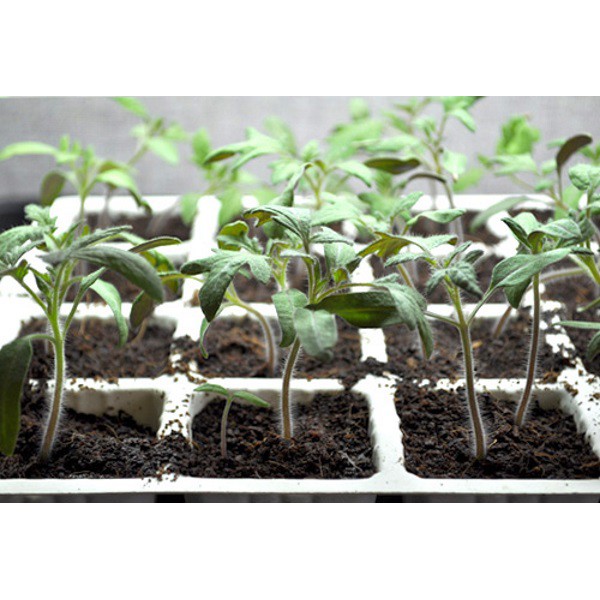 30 Hạt giống Cà chua Chuỗi Ngọc