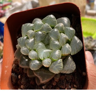SEN ĐÁ HĂWORTHIA - chậu 9cm