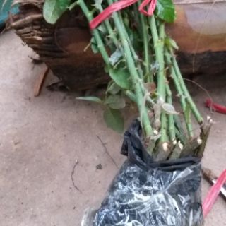 Hồng cổ  nhiều màu