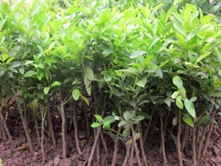 Cây chanh tứ quý siêu trái