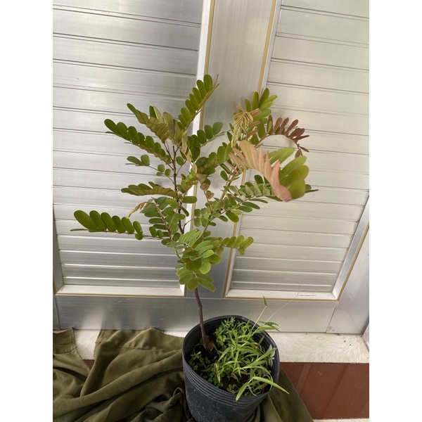 Cây Ô Môi miền tây siêu trái