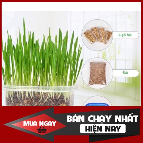 Bộ Trồng Cỏ Mèo, hạt giống cỏ mèo tươi