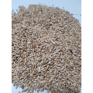 Hạt láng dài cho yến hót đóng gói 500g, 1kg