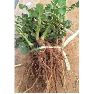 Combo10 gốc hồng ngoại rễ trần