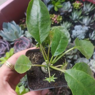 Cây Mặt Trời