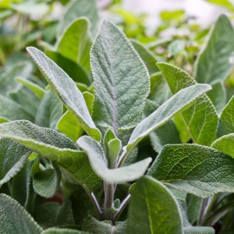 Hạt giống Xô Thơm Sage Nhập Khẩu Mỹ - 30 hạt