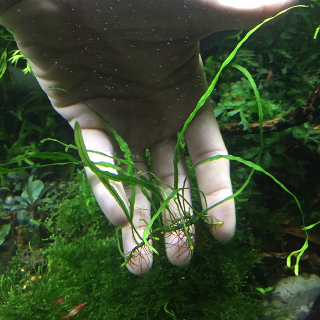 Cây thuỷ sinh - Dương xỉ sừng hưu lá kim