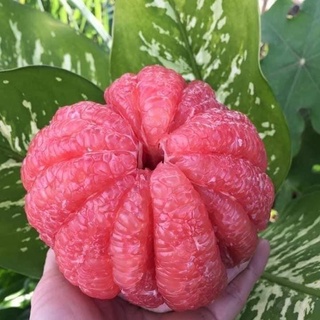cây giống buoi đỏ