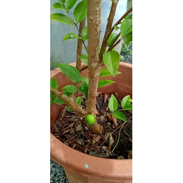 Nho thân gỗ tứ quý loại lớn đang có bông