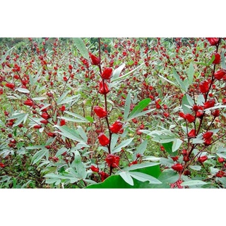 Hạt Giống Atiso Đỏ - 10 Hạt