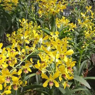 Denro nắng Pensoda hoa thơm