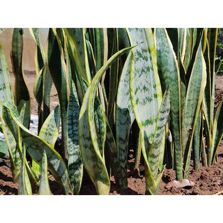 Cây lưỡi hổ viền vàng và xanh