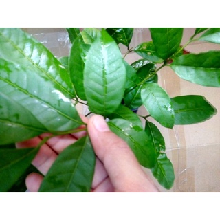 Cây nhãn hột tiêu giống,mọc một ngọn cây, từ 40 đến 69 cm