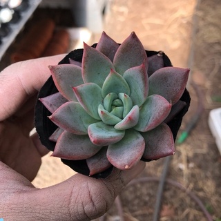 🌵FREESHIP🌵SEN ĐÁ MẬN ĐỎ