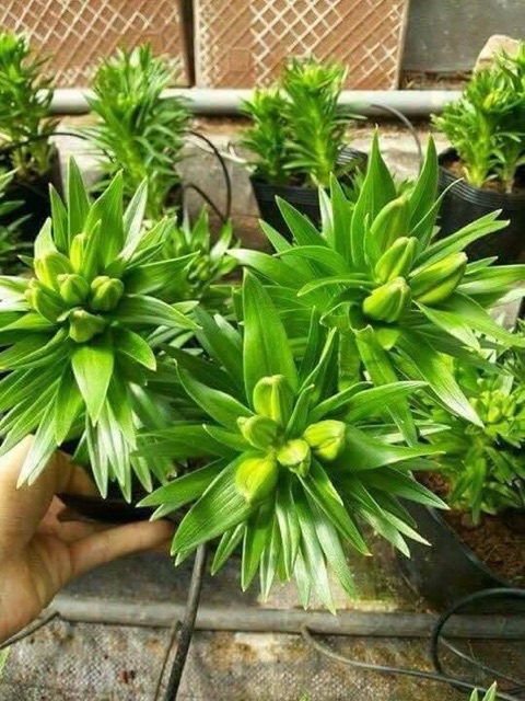 Combo 5 củ hoa ly lùn màu vàng củ đẹp
