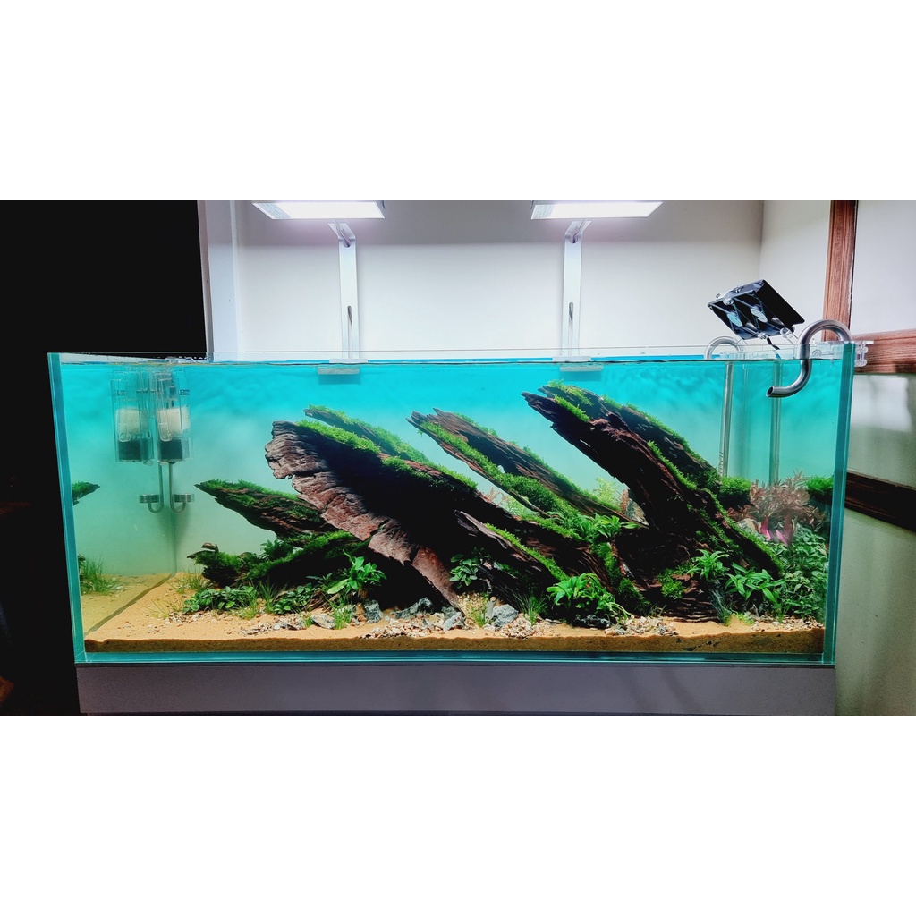 1KG LŨA SẦM ĐỎ - LŨA SĂN ĐÁ - TẠO LAYOUT - SETUP - TRANG TRÍ HỒ CÁ, HỒ THUỶ SINH - GHÉP LAN