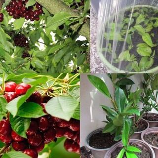 Hạt giống cây ăn trái cherry đỏ {10 hạt + 1 gói kích thích hạt nảy mầm }