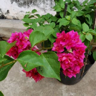 Cây Bông Giấy Đỏ Chùm Xoan