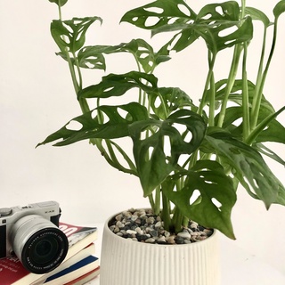Cây Trầu Bà Lỗ để bàn - Monstera obliqua Cây Xanh Dễ Chăm Sóc