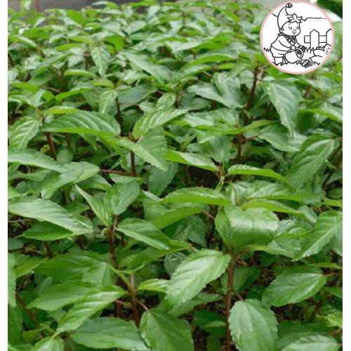 HẠT RAU ĐAY ĐỎ - GÓI 10 GRAM
