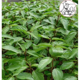 Hạt rau đay đỏ - gói 10 gram