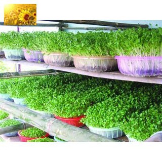 Hạt giống rau mầm cải ngọt - giòn, ngọt, dinh dưỡng cao
