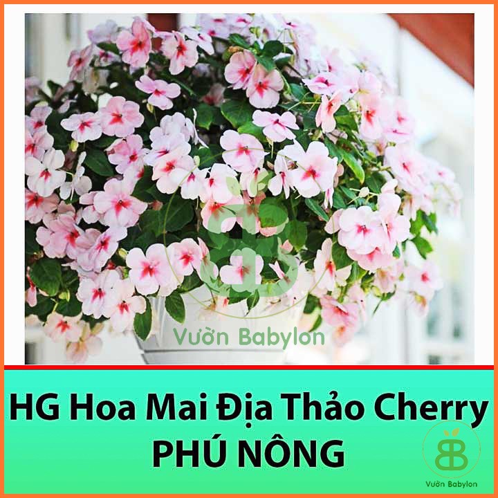 Hạt Giống Hoa Ngọc Thảo Cherry 10 Hạt - Hạt Giống Hoa Mai Địa Thảo Thái Lan