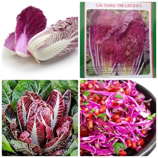 [GIÁ GỐC] Hạt giống Cải Thảo Tím Nhật - 5 hạt