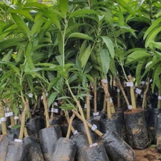 Xoài tím siêu ngọt
