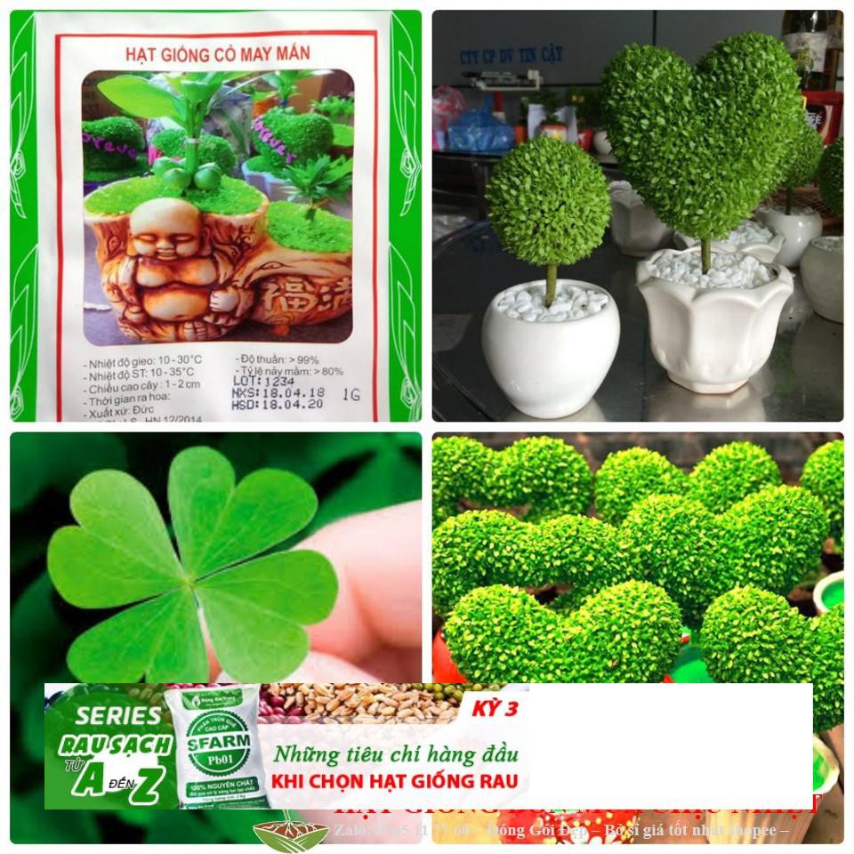 Hạt giống Cỏ May Mắn - 50 Hạt